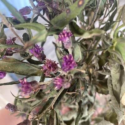 Vernonia baldwinii — flower