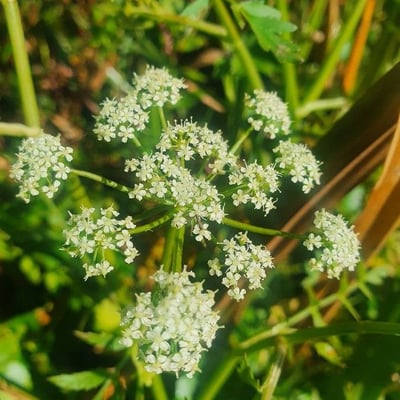 Berula erecta — flower