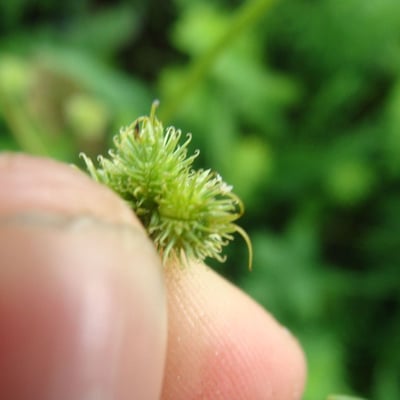 Sanicula marilandica — flower