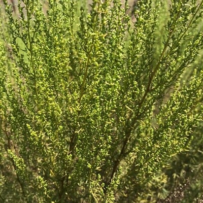 Artemisia campestris — flower