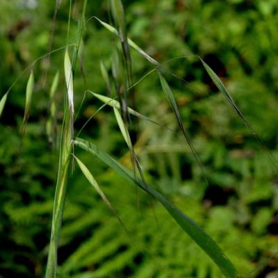Avena barbata — flower