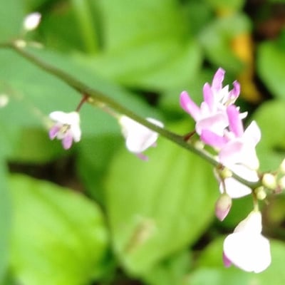 Hylodesmum podocarpum — flower