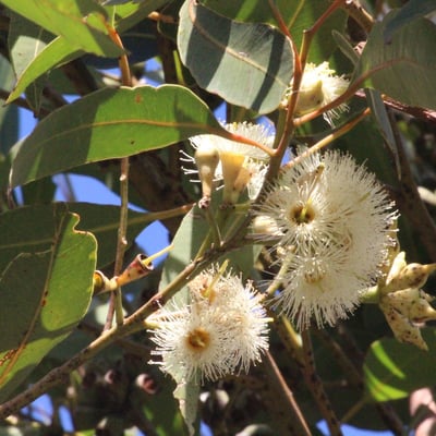 Eucalyptus robusta — flower