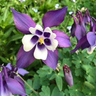 Aquilegia vulgaris — flower