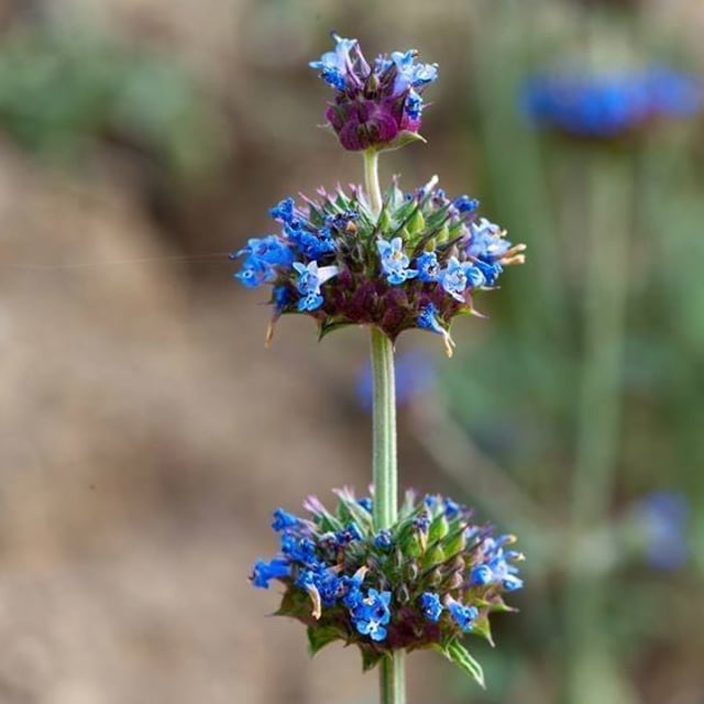 Salvia columbariae — flower