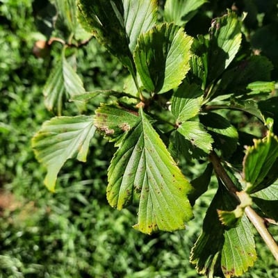 Crataegus punctata — leaf