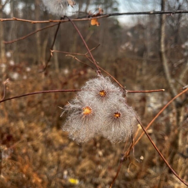 Clematis virginiana — flower