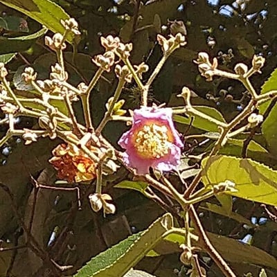 Luehea divaricata — flower