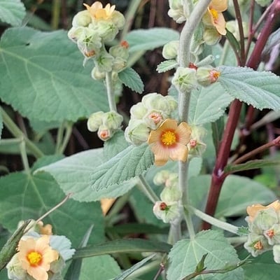 Sida cordifolia — flower
