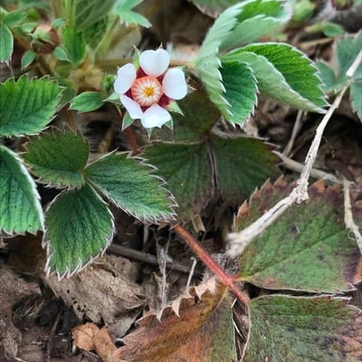 Potentilla micrantha — flower