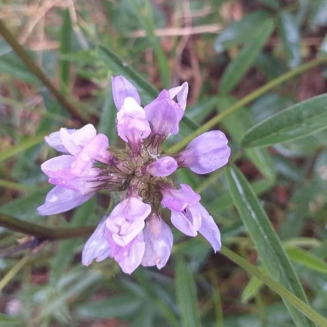 Bituminaria bituminosa — flower