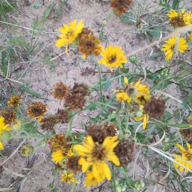 Heterotheca subaxillaris — flower