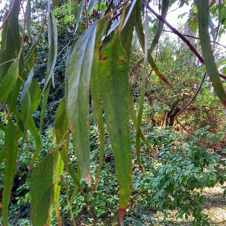 Mountain graygum