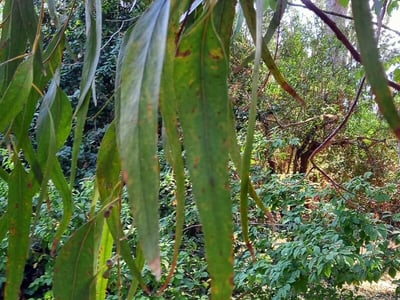 Mountain graygum