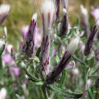Staehelina dubia — flower
