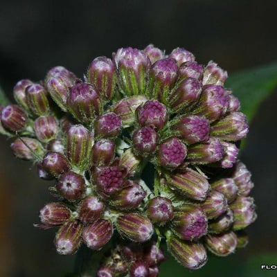 Adenostyles leucophylla — flower