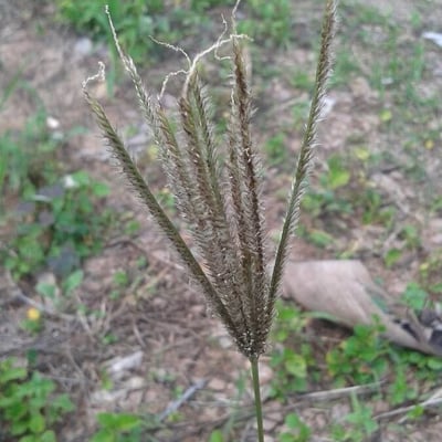 Eleusine coracana — flower