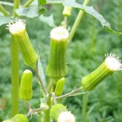 Erechtites hieraciifolius — flower