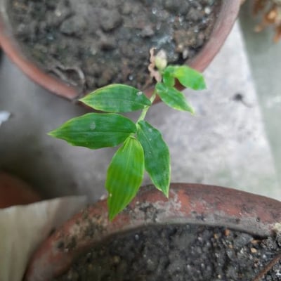 Oplismenus compositus — leaf