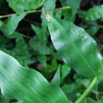 Oplismenus undulatifolius — leaf