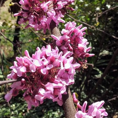 Cercis siliquastrum — flower