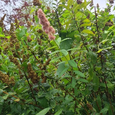 Spiraea tomentosa — flower