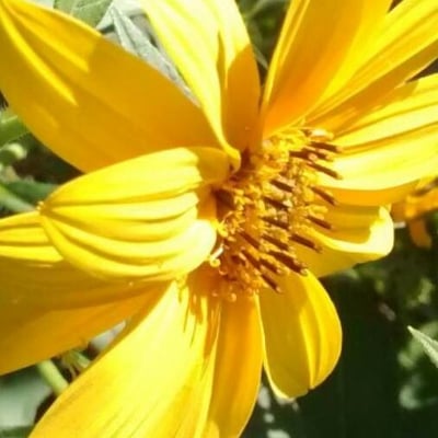 Helianthus tuberosus — flower