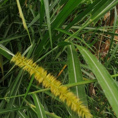 Cenchrus purpureus — flower