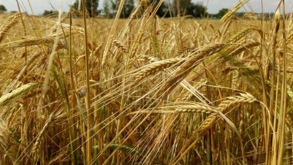 Barley