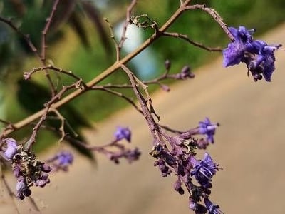 Chinese chastetree