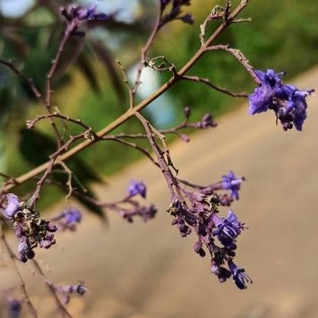 Chinese chastetree