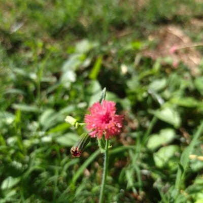 Emilia fosbergii — flower