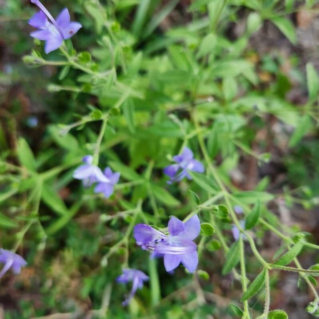 Trichostema dichotomum — flower