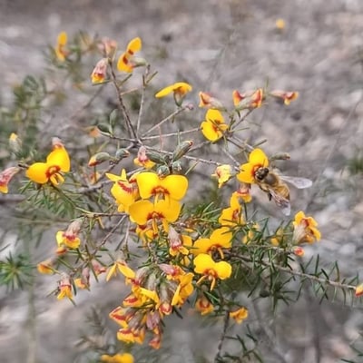 Dillwynia retorta — flower