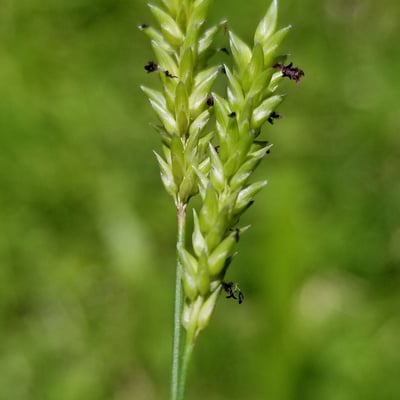 Sacciolepis indica — habit