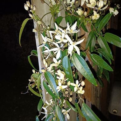 Clematis armandii — flower