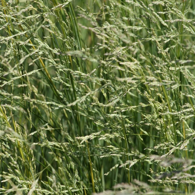 Poa labillardierei — flower