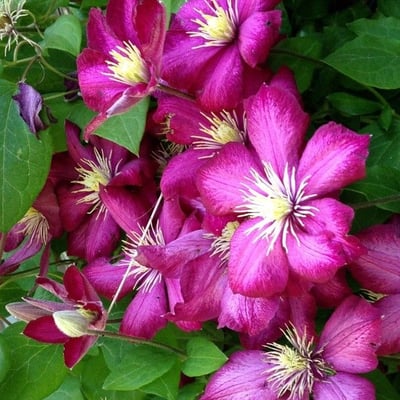 Clematis viticella — flower