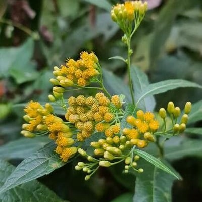 Neurolaena lobata — flower