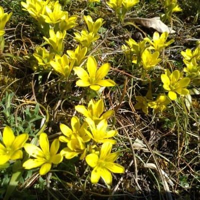 Gagea bohemica — flower