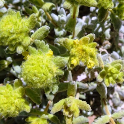 Teucrium aureum — flower