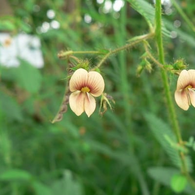 Aeschynomene indica — flower