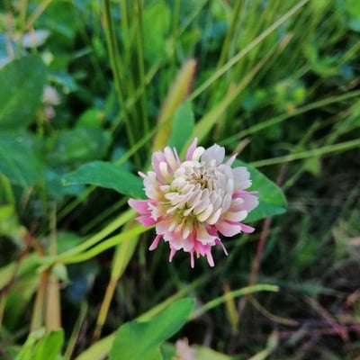 Trifolium hybridum — flower