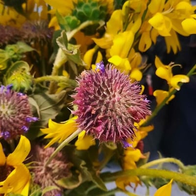 Salvia columbariae — flower