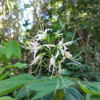 Bauhinia divaricata — flower