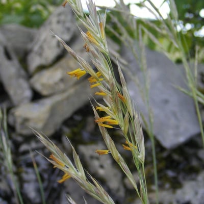 Bromus racemosus — flower