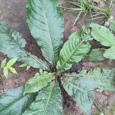Elephantopus scaber — leaf