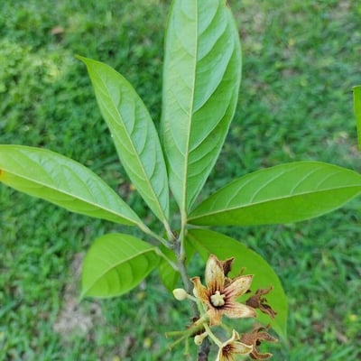 Cola acuminata — flower