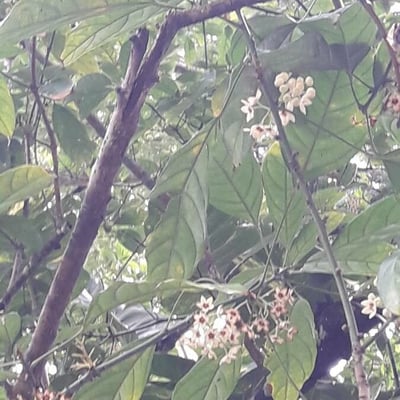 Cola nitida — flower