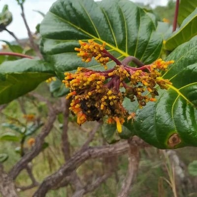 Palicourea rigida — flower